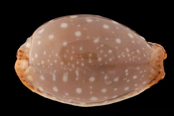  p>鸡皮宝螺(学名:staphylaea limacina limacina)是腹足纲宝螺科的 a