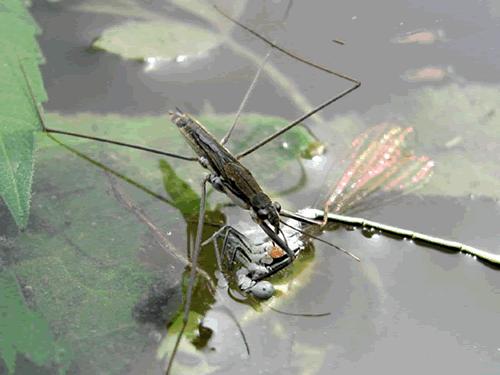 通称为黾蝽或水黾,俗名"卖油郎"等.