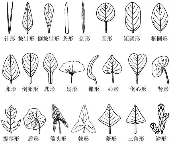叶形_百度百科