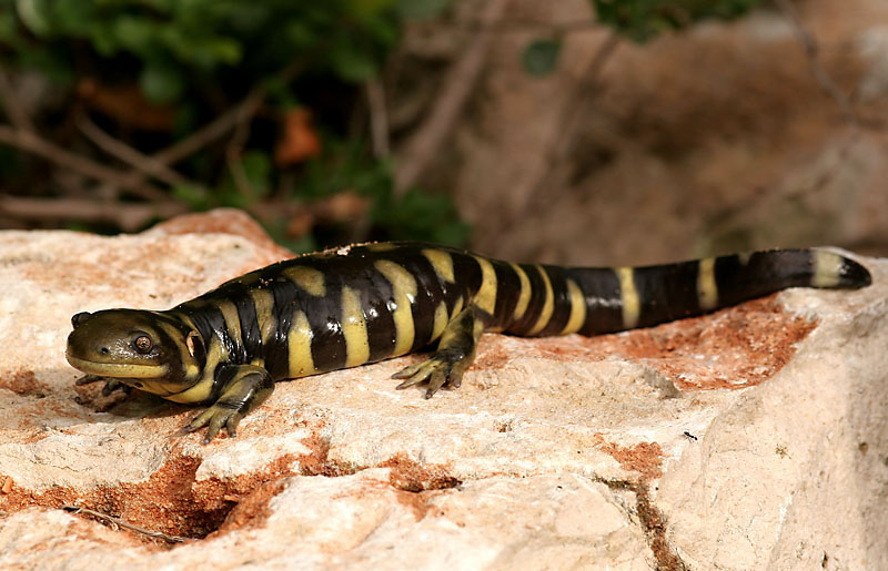 eastern tiger salamander