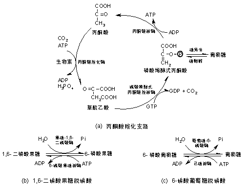 三羧酸循环