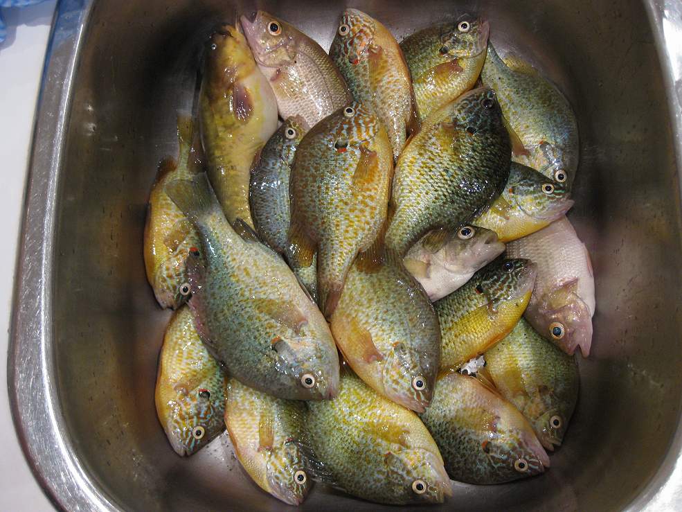  p>太阳鱼, a target="_blank" href="/item/淡水鱼类/4446197" data