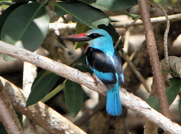 blue-breasted kingfisher
