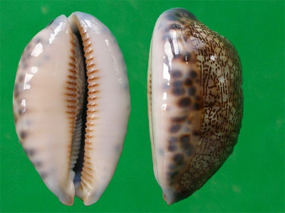  p>花枕宝螺(学名:mauritia eglantina)是 a href="#">腹足纲 /a> a