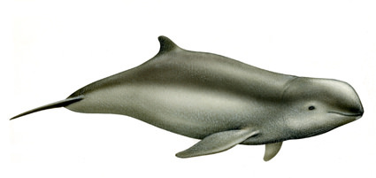  p>伊河海豚(学名: i>orcaella brevirostris /i>)体长2.1~2.5米.