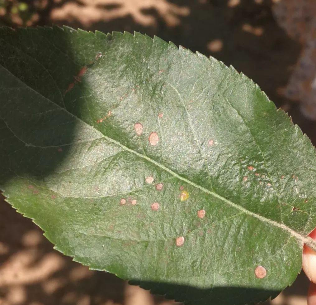  p>苹果灰斑病又名苹果叶斑病,是由梨叶点霉侵染所引起的,发生在苹果