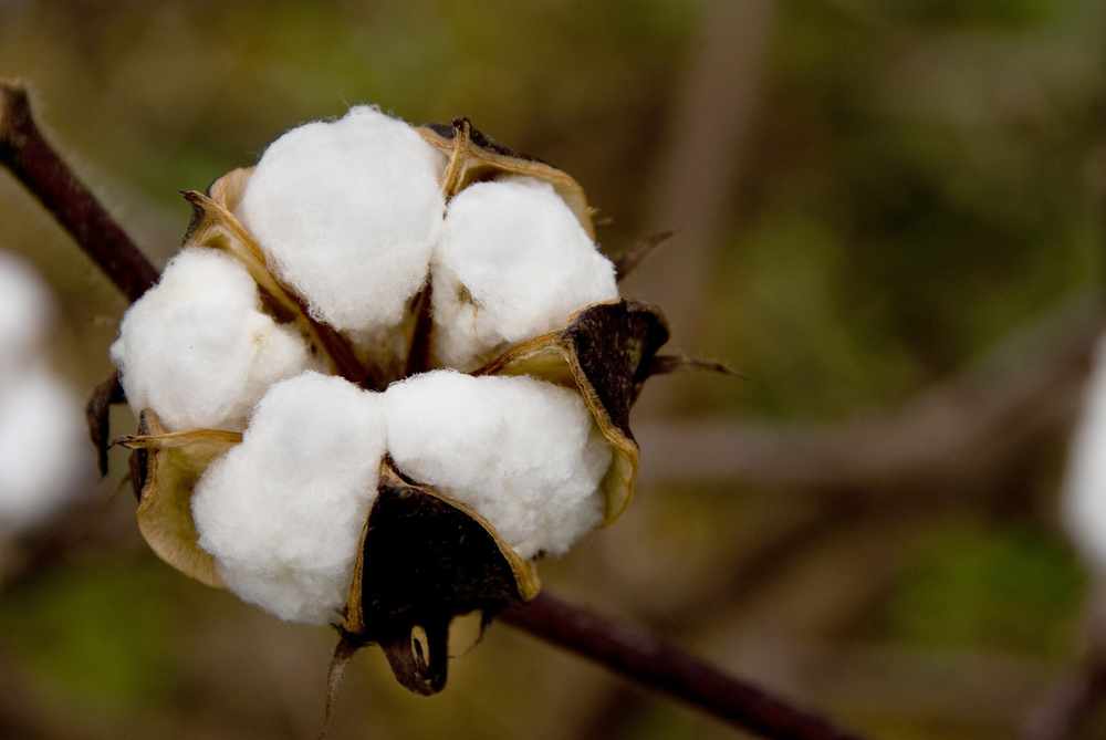 是锦葵科,棉属植物.