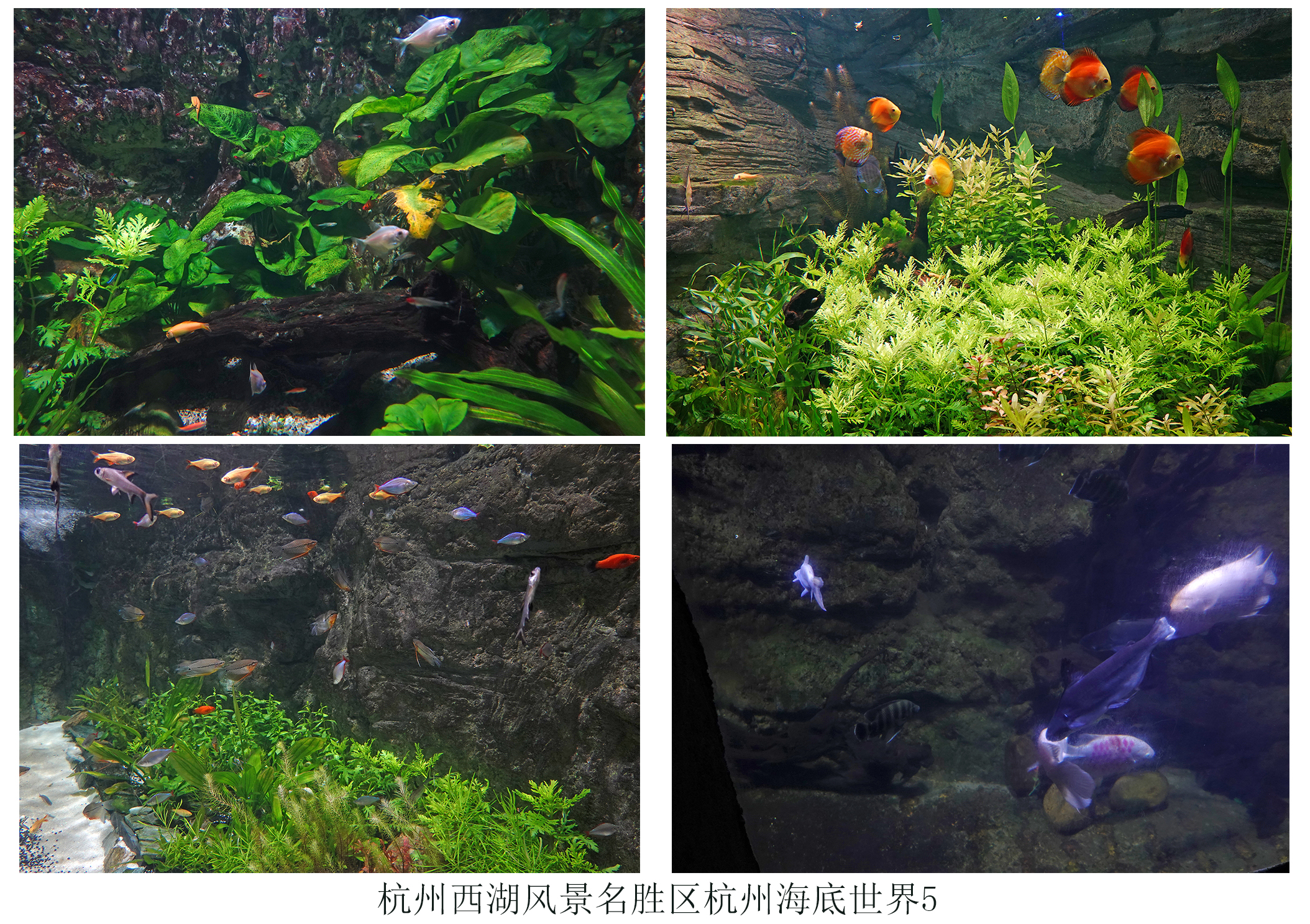  p>杭州海底世界位于美丽的 a target="_blank" href="/item/西子湖畔