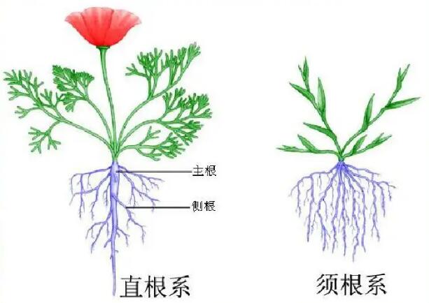  p>双子叶植物纲(学名:dicotyledoneae)是 a target="_blank" href="