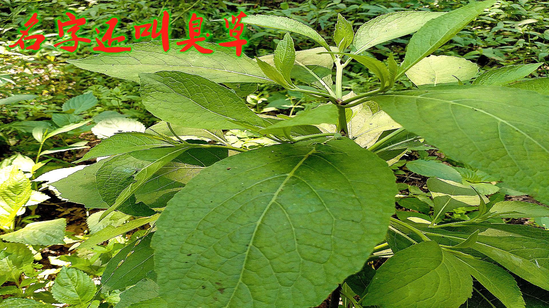 农村一植物天名精，名字还叫野大烟、‘臭草’，看视频了解吧_科星球_百度百科