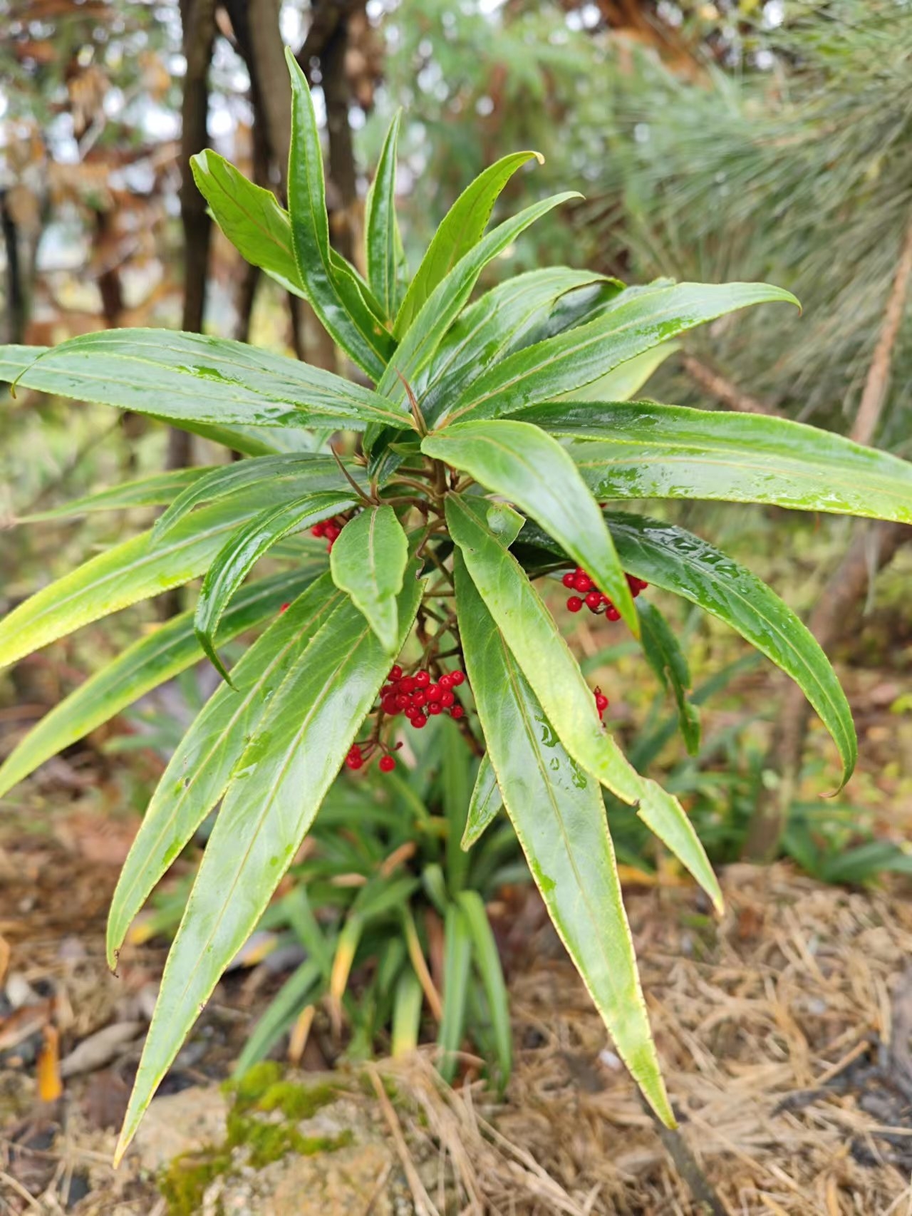 细柄百两金(变种)