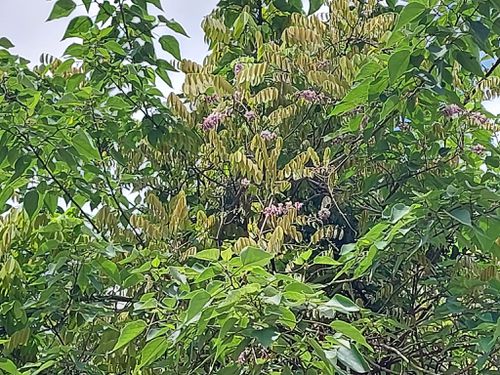  p data-id="go05x86fqz">厚果崖豆藤(学名: i>millettia pachycarpa 