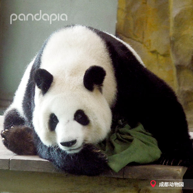 大熊猫莉莉