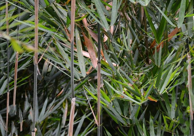 yang)是禾本科,箬竹属竹类 a target="_blank" href="/item/植物