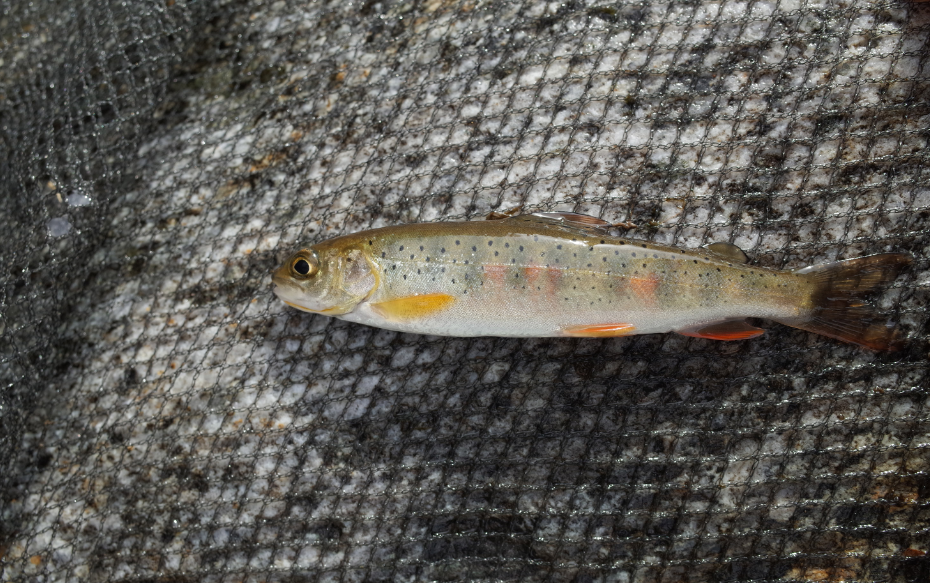 brachymystax  lenok  tsinlingensis