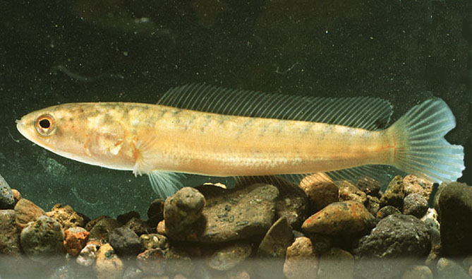  p>线鳢(学名: i>channa striata /i>)是鳢科,鳢属的一种鱼类.