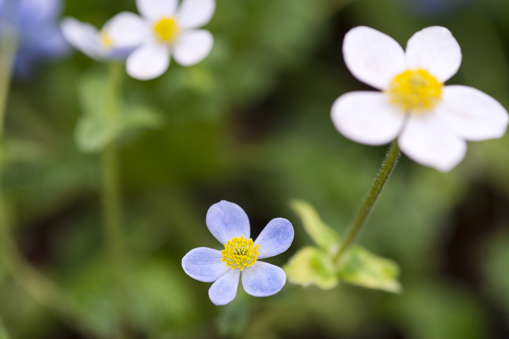 anemone obtusiloba d. don.