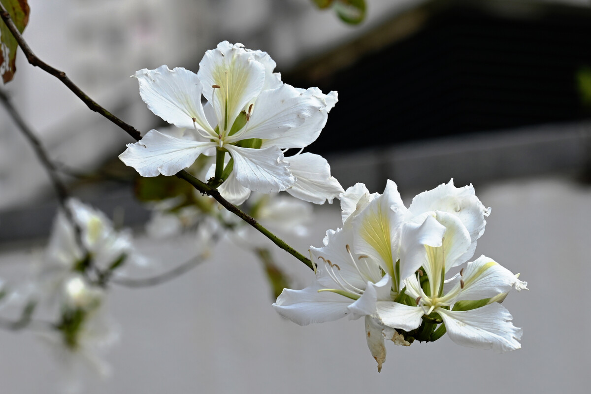 白花羊蹄甲家系127