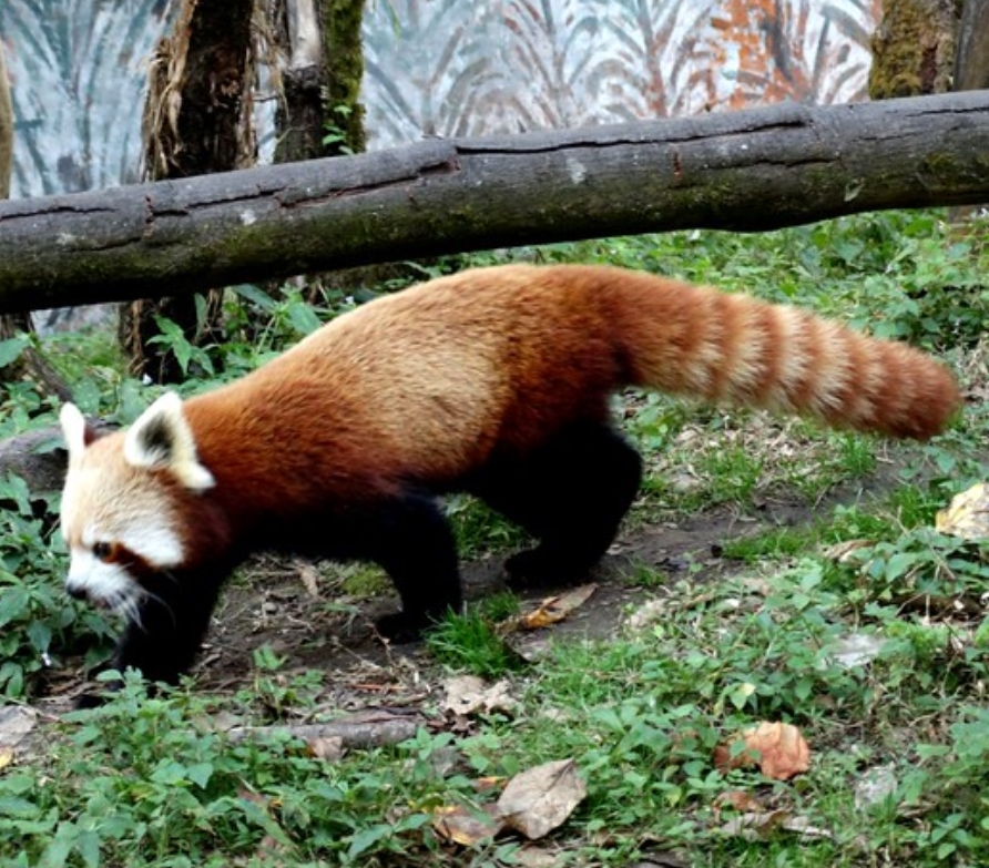 himalayan red panda