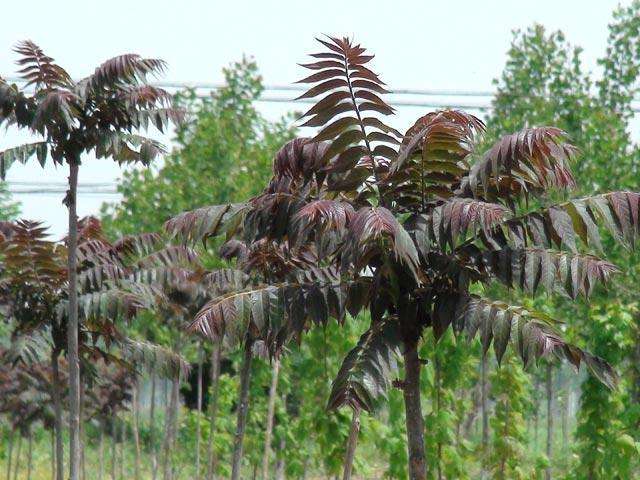  p>红叶椿(学名: i>ailanthus altissima 'hongye' 