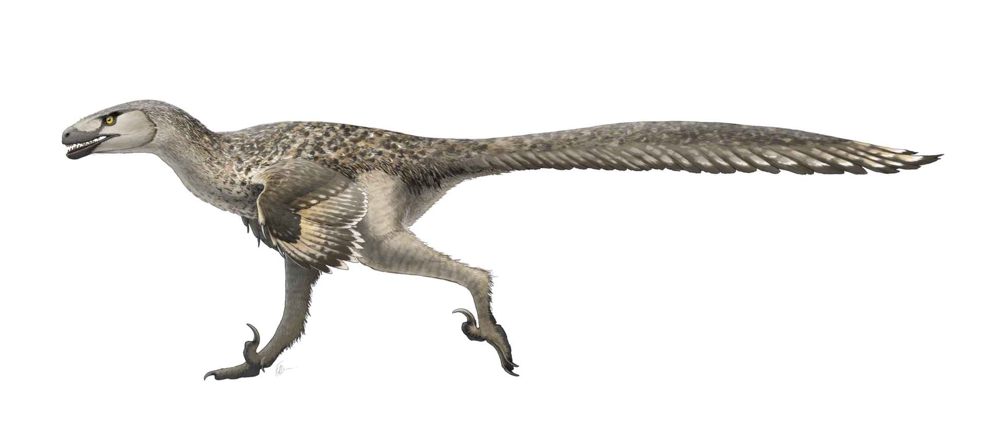  p data-id="gnwkr33nbf">驰龙属 (属名:dromaeosaurus)又名奔龙,飞驰