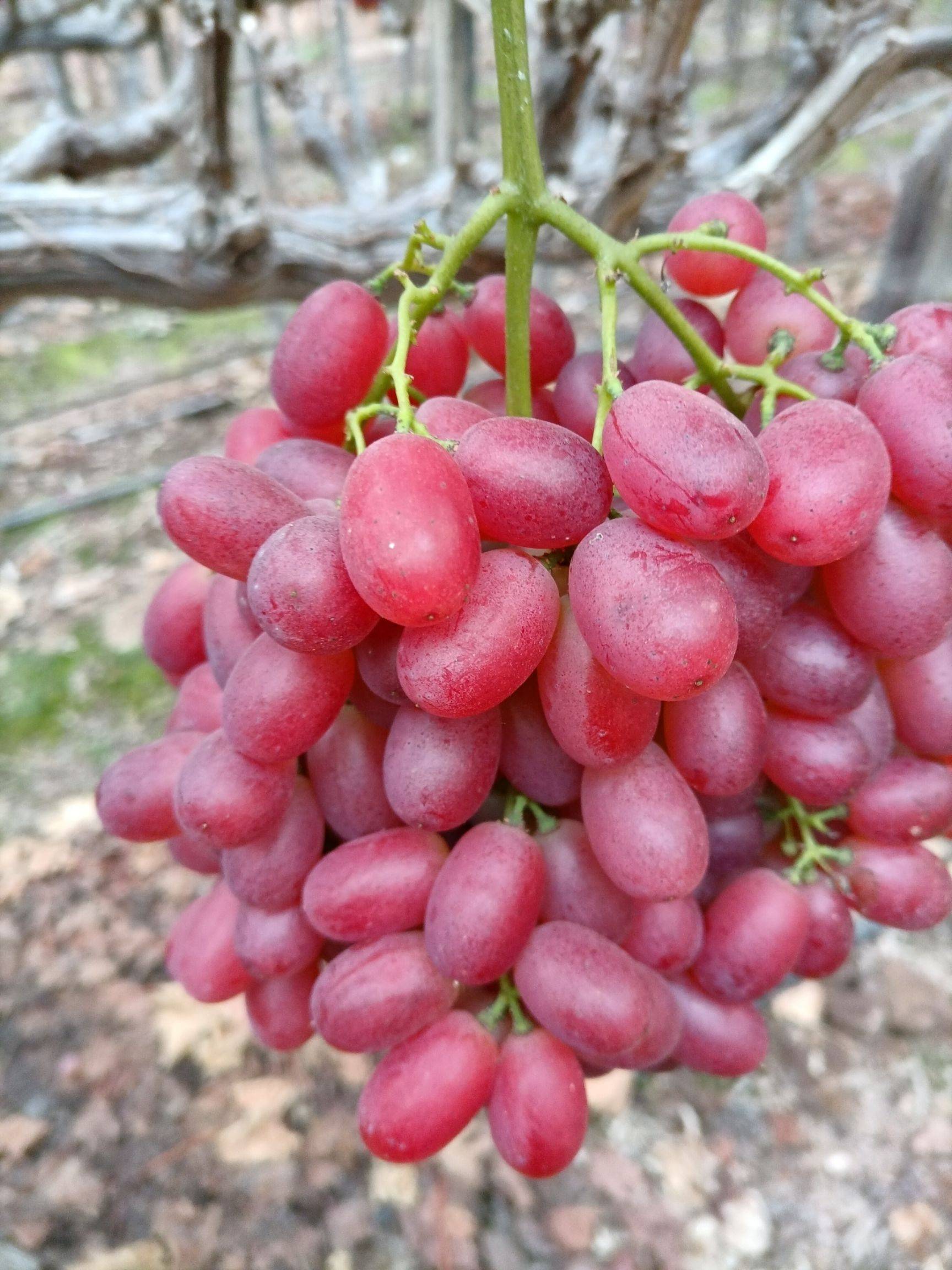  p data-id="go0q921ndm">克瑞森无核是山东省酿酒葡萄科学研究所于