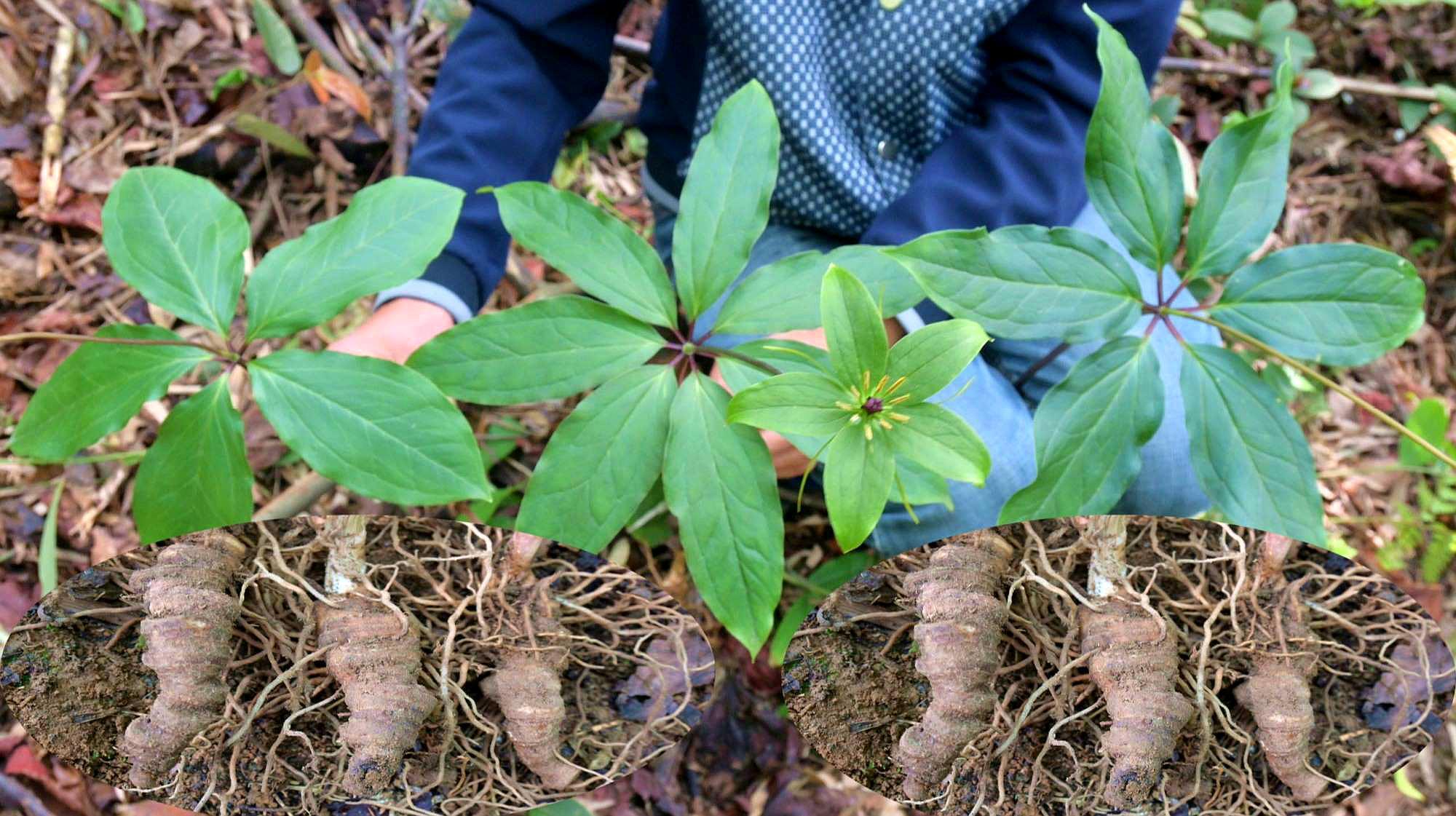 有一药材名叫“七叶一枝花”，根茎干货一斤1200元？挖几棵看看_科星球_百度百科