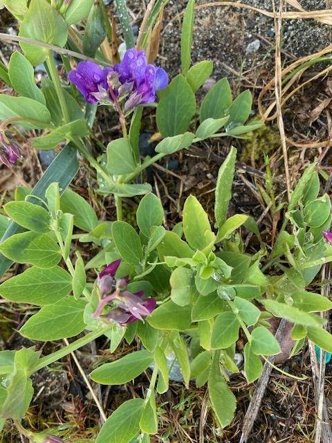 日本山黧豆_百度百科