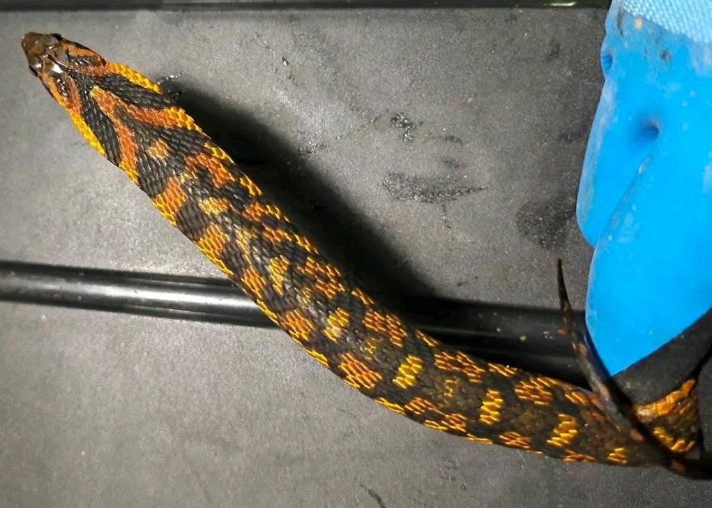 生活于高山地区,捕食蛙类.无毒.因形似眼镜蛇,常被误认为有毒. /p>