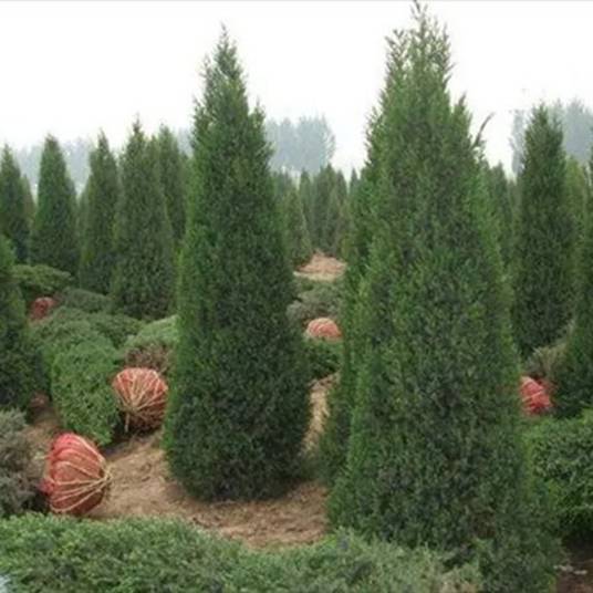 塔柏（柏科刺柏属植物）_百度百科