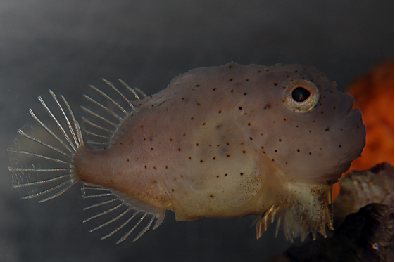 圆身短吻狮子鱼