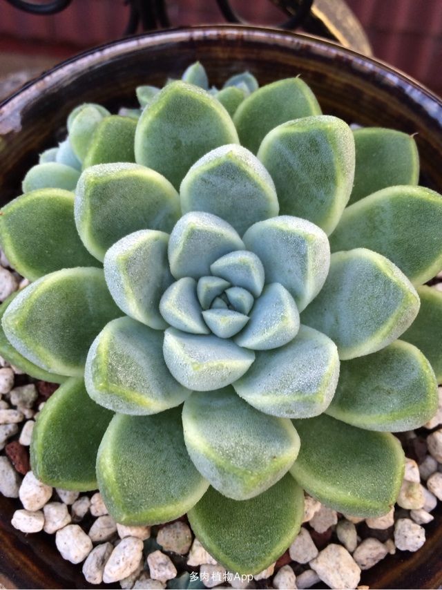 厚叶月影
