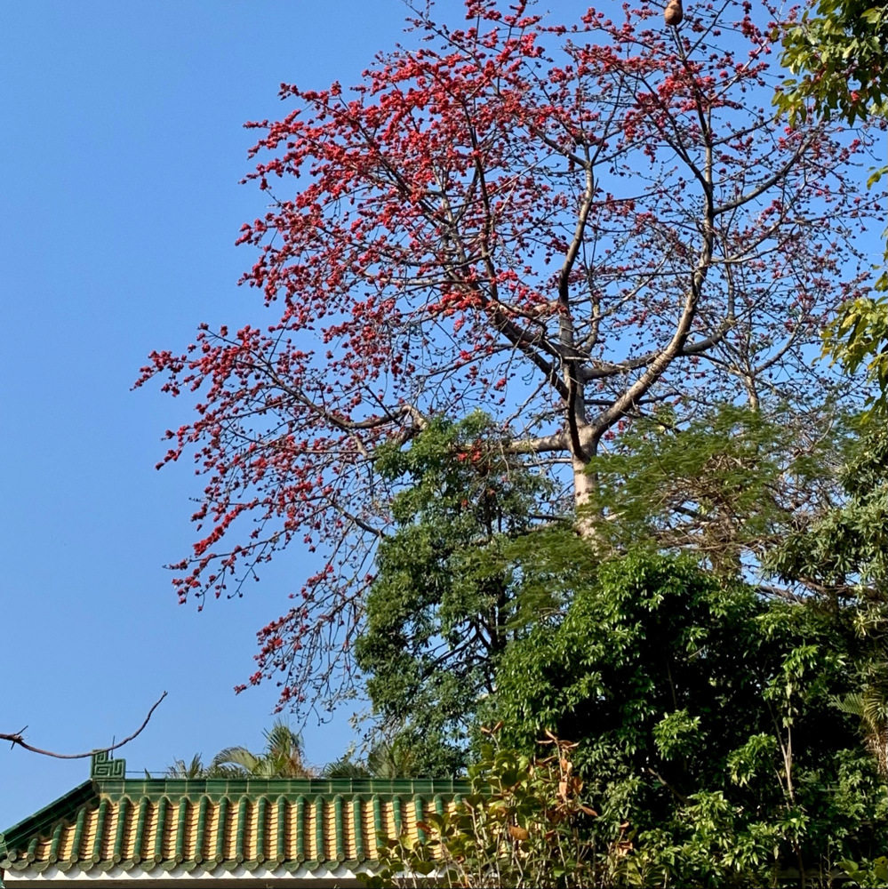 木棉（锦葵科木棉属植物）_百度百科