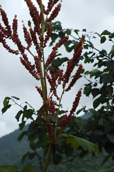 大黄（蓼科大黄属植物）_百度百科