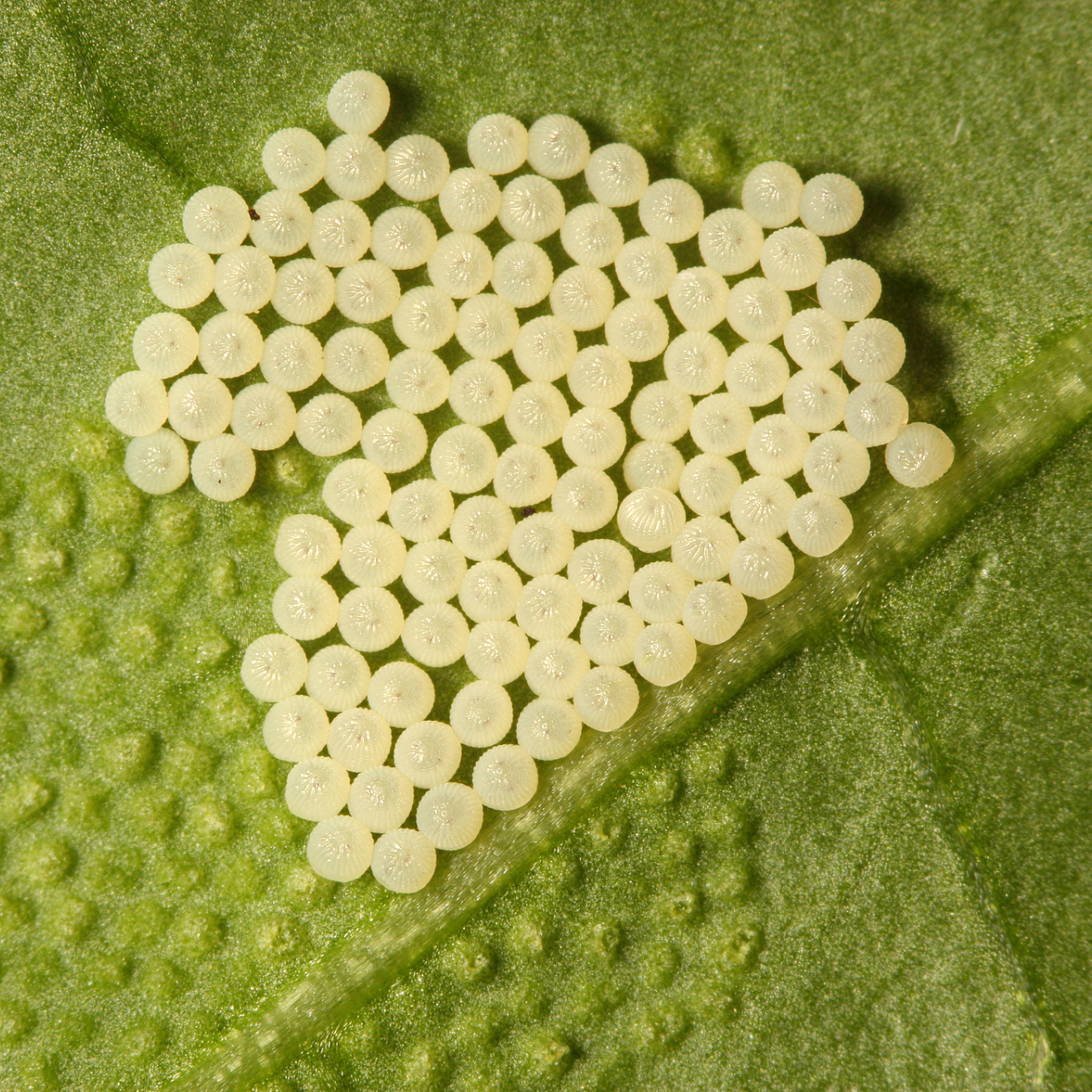 蚕 の 卵