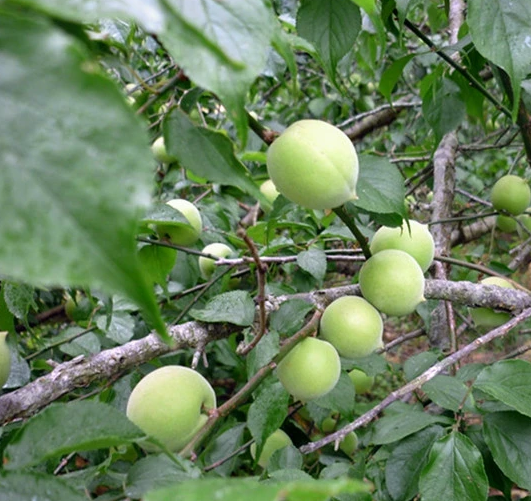 vatica mangachapoi blanco