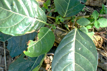 榕树（桑科榕属植物）_百度百科