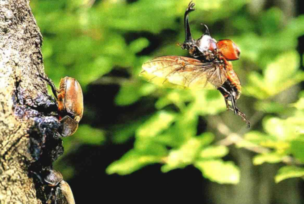  p>双叉犀金龟(学名: i>allomyrina dichotoma /i>)是 a target="