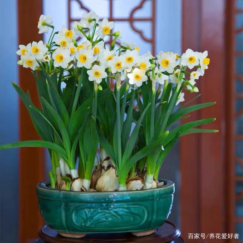 古代的土豪都喜欢养这10种植物，富贵吉祥旺家宅，你家养了吗？_百科TA说