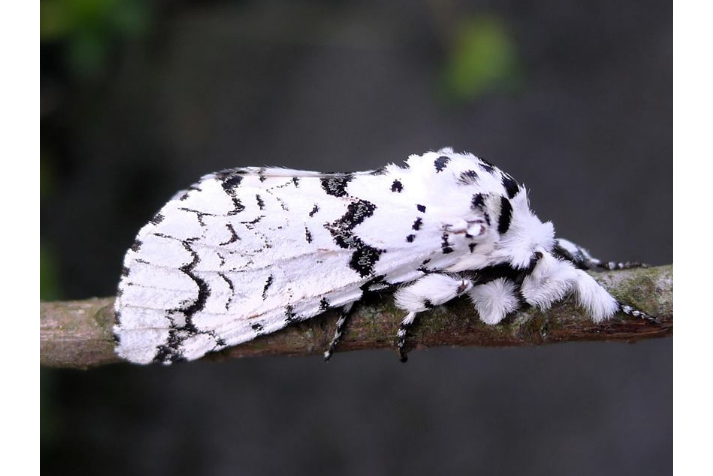 新二尾舟蛾亚属