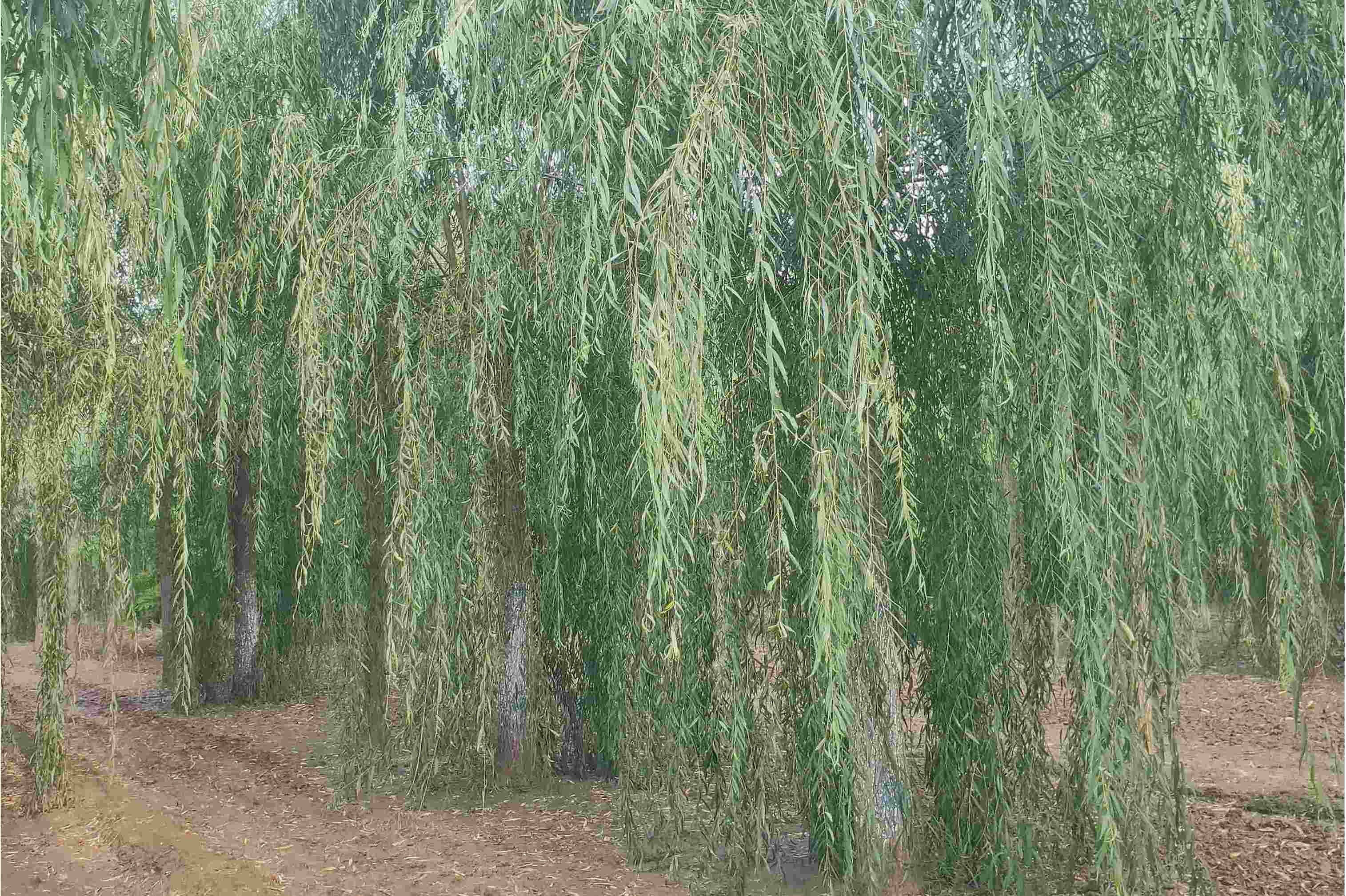  p data-id="gn8r6un0kj">喜马拉雅山柳(原变种)是被子植物门杨柳目