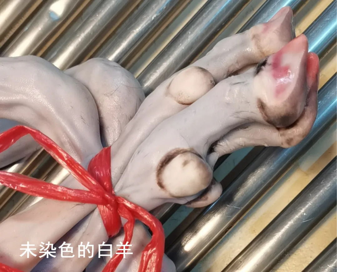 2024年海口漂染白羊冒充黑羊事件