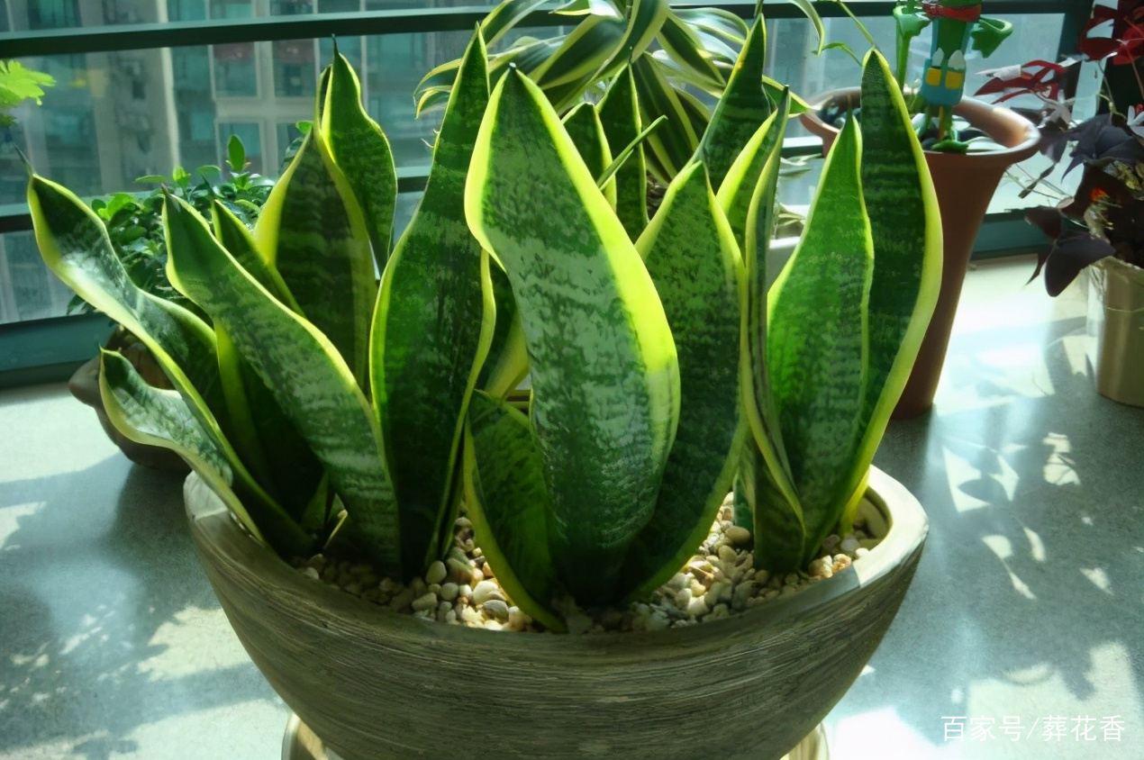 春天养花 催根 强根用柳树枝 豆渣就好 操作简单又省钱 百科ta说