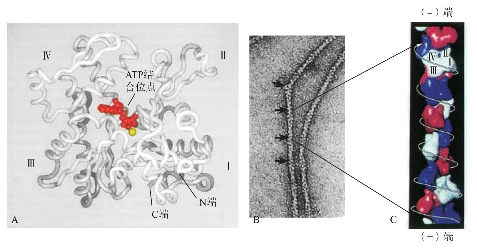  p>微丝(microfilaments)是由 a target="_blank"
