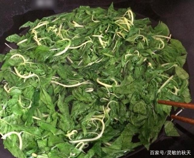 今年贵的蔬菜：麻叶，他表示夏天的潮汕_百科TA说