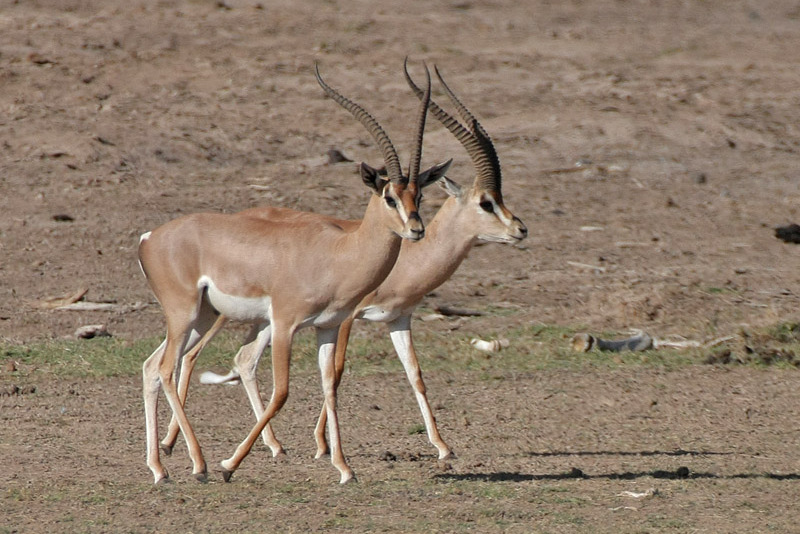  p>葛氏苍羚(学名: i>nanger granti /i>):是偶蹄目,牛科,苍羚属的