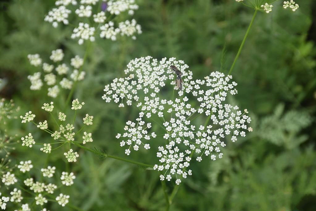  p>田葛缕子(学名: i>carum buriaticum  /i>turcz.