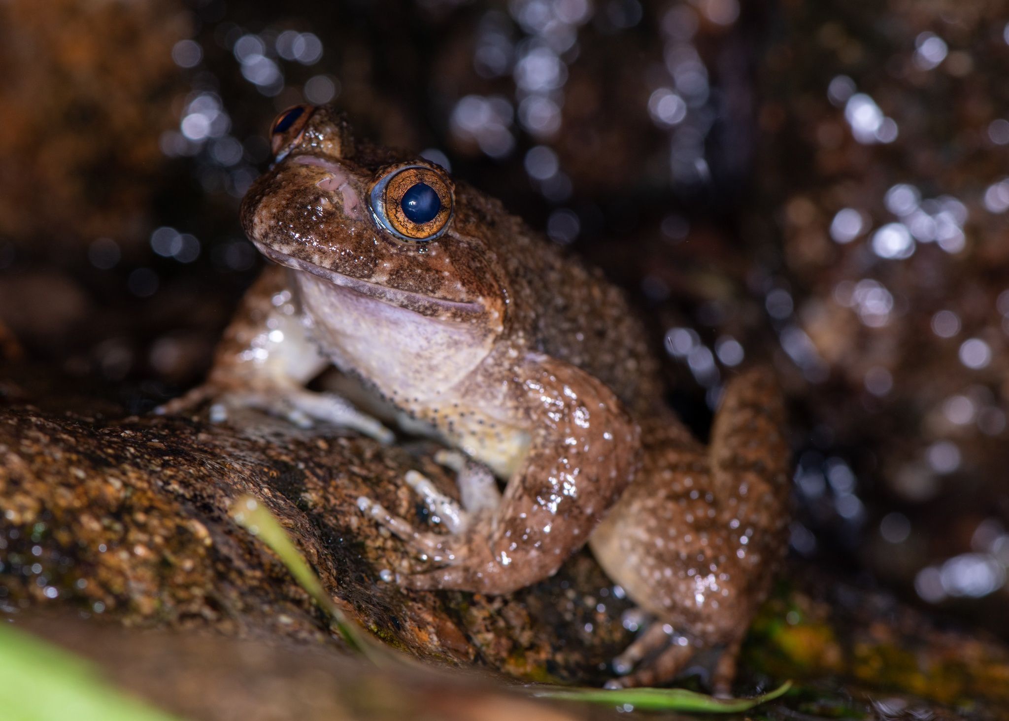  p>小棘蛙(学名: i>quasipaa exilispinosa /i>)是叉舌蛙科,棘胸蛙属