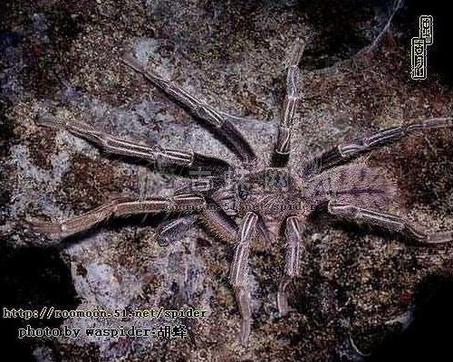  p>墨西哥血脚,英文名mexican bloodleg tarantula,拉丁学名