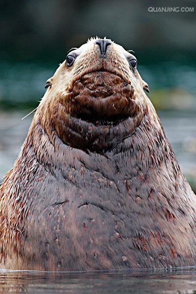  i>eumetopias jubatus  /i>),是海狮科,北海狮属动物